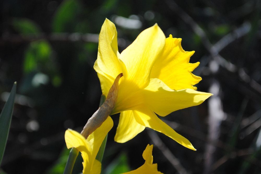 a daffodil seen from the back, hit by morning sun, in front of a green and brown dark background