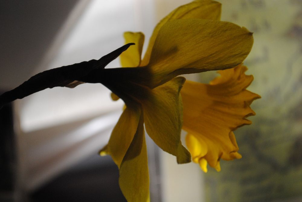 the same daffodil as in the previous image, very similar setup, only now the sun has moved and the daffodil is more of a dark shape against a mostly bright background
