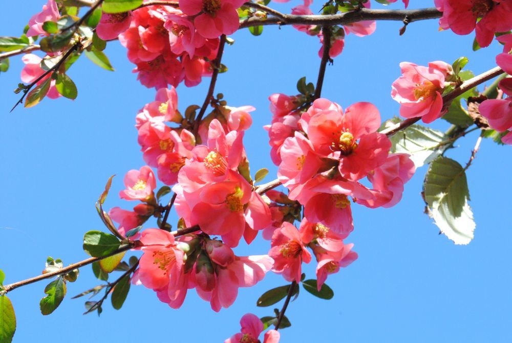 a branch of bright pink quince blossoms in full sunlight under a bright blue sky