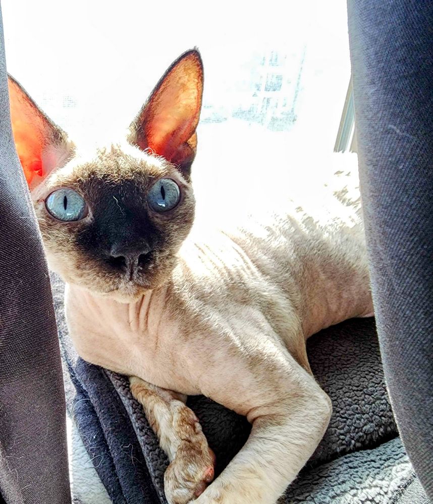 Hairless cat in the sun