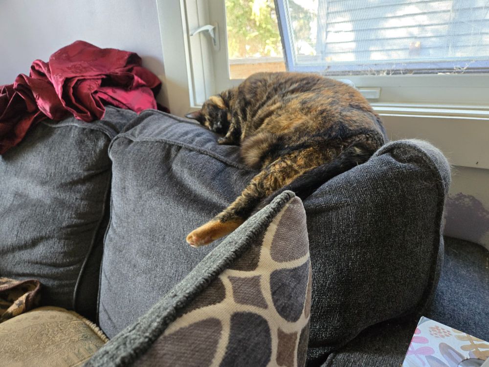 Black Cat (a black and orange tortoiseshell cat) is laying on the back cushion of a loveseat. A window is in the background. In the foreground is one dangling little leg, some pink toebeans are just visible on this mostly orange back foot.

She loves sitting in this spot by the window. When my parents moved in (their cats moved in before they did) the furniture re-arrangement was all done with the primary need of keeping the love seat in front of this window.