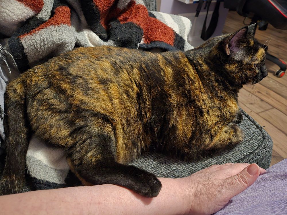 Black Cat (a black and orange tortoiseshell cat) is sitting in what would be close to a loaf position except she is tipped slightly and her one back leg is stuck out to rest on my arm.

What isn't clear in the picture is that she is downright filthy - sometimes she gets to go out into the enclosed side yard with Mom for a few minutes. While there she proceeds to roll in every spot that is covered with grit, twigs, and bits of leaves. 