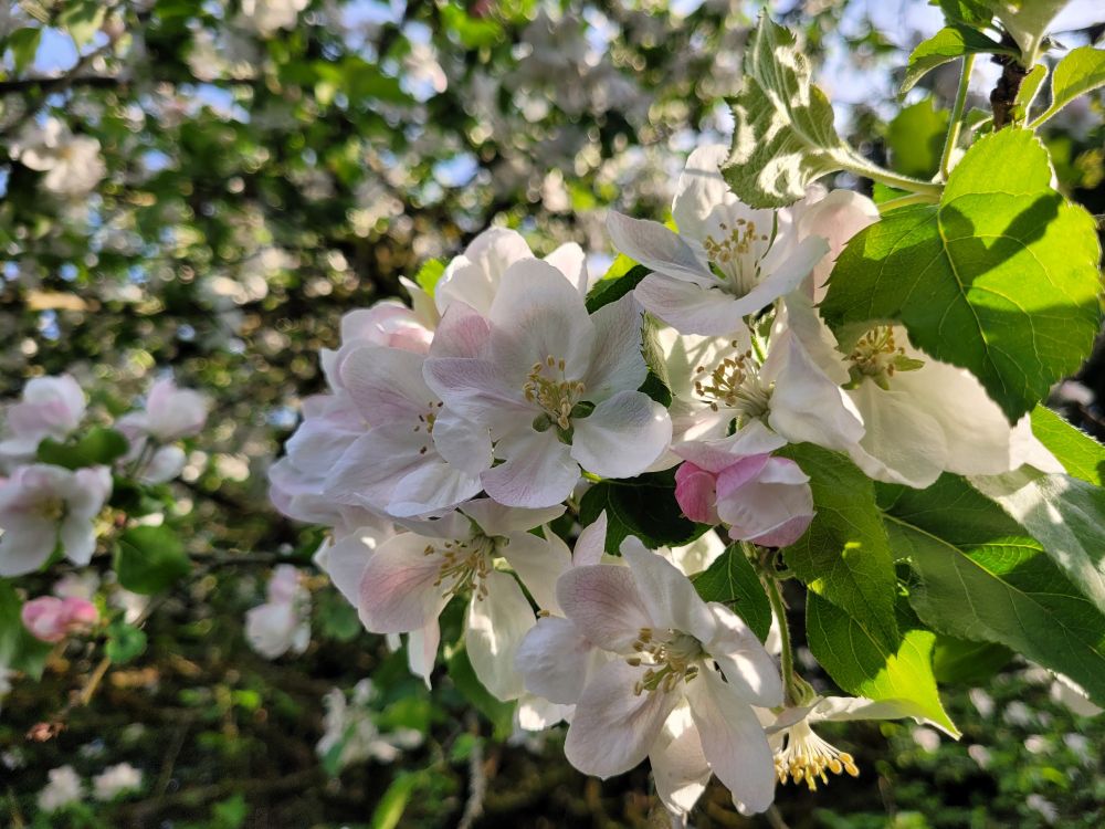 A close-up photo of the leaves and blossoms of an apple tree. The flowers are wrote with faint pink patches and stripes in some of the petals. The background is more of the tree, but out of focus.