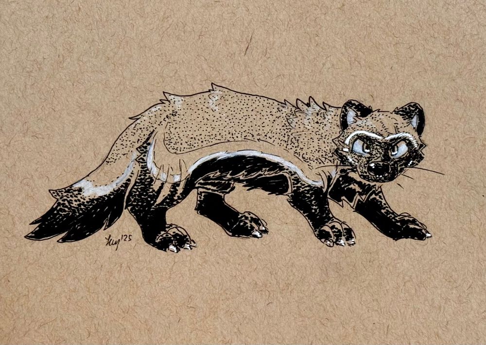 Illustration of a feral wolverine 