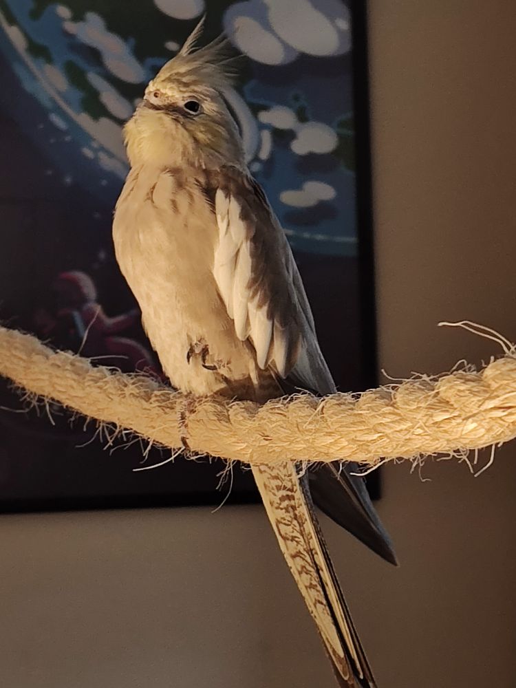 A cockatiel perched on a rope, her left foot is partially hidden under fluff/feathers, but the tips of her toes and nails are sticking out. The lighting is dramatic, bright front, darker and shadow behind.