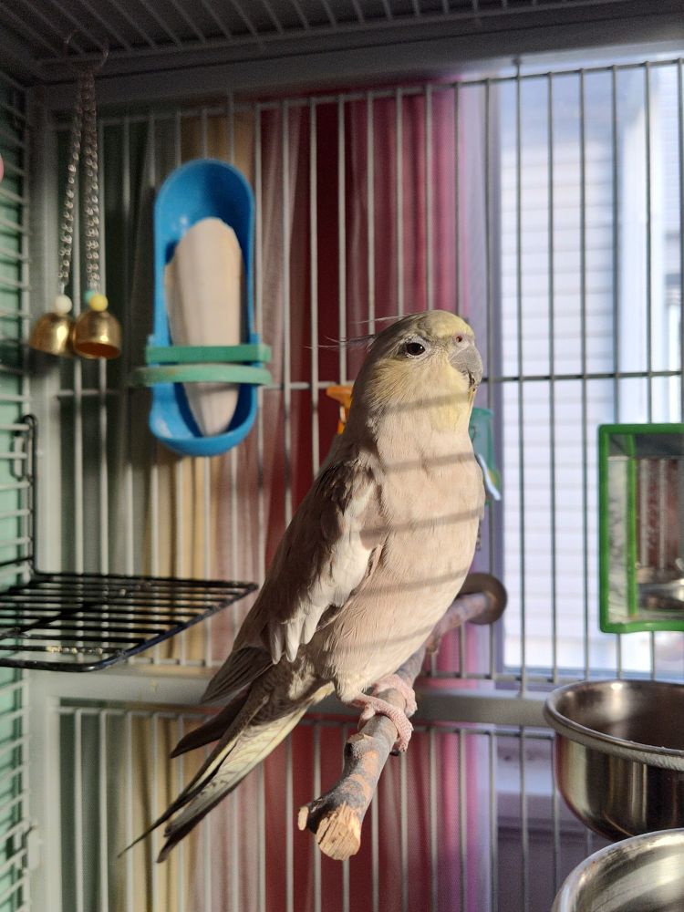 An adorable cockatiel sitting on a perch in her cage. The sun shines through the cage bars, shadows of it are on the bird.