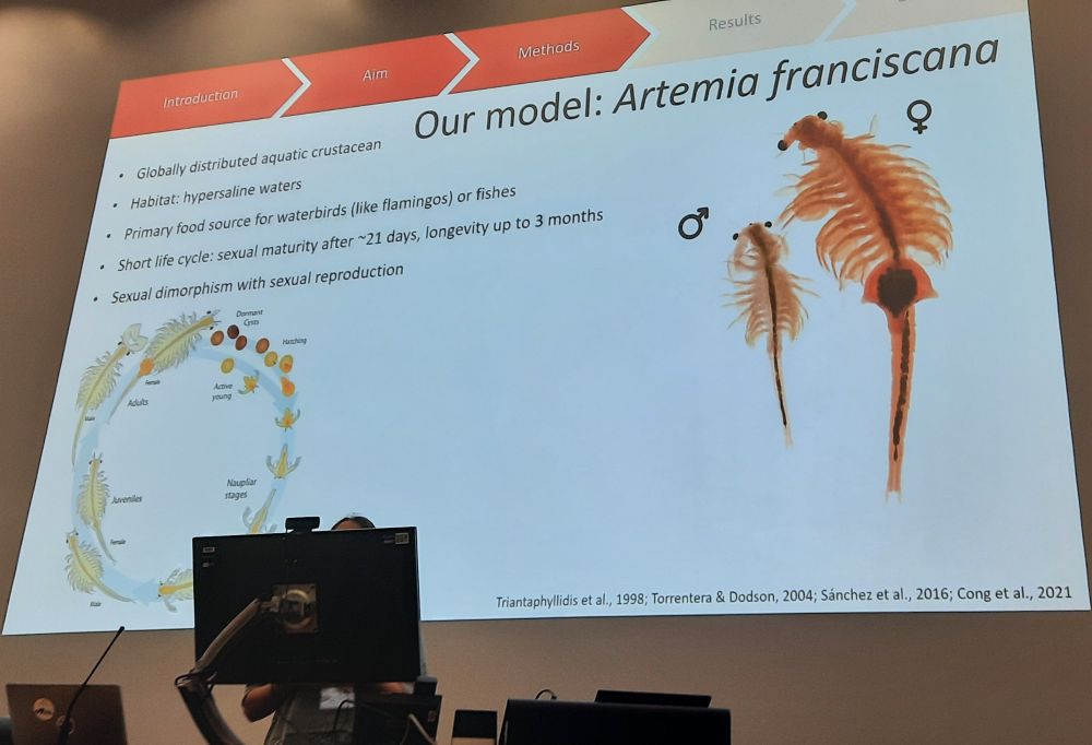 Photo of slide showing the study species Artemia franciscana