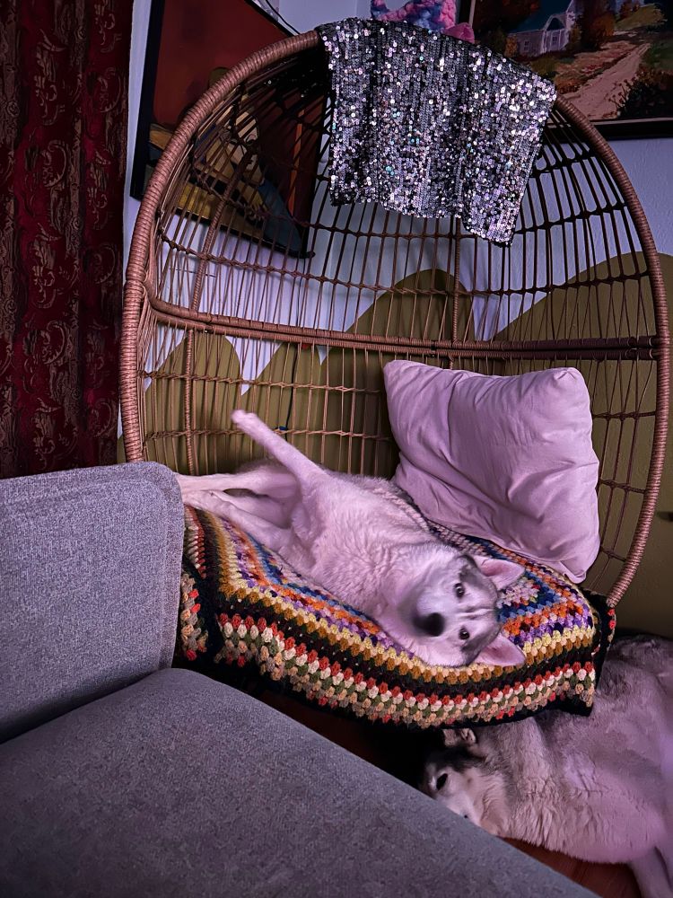 horizontal husky in a basket woven egg chair, his legs splayed upwards and outwards. his cheek fir serves as a fluffed pillow. sister husky is lounging to the side and below the chair