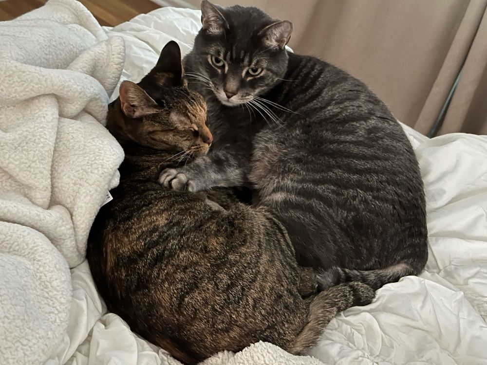 Two cats cuddling, one a big hefty grey boy and the other a petite brown/black mix.