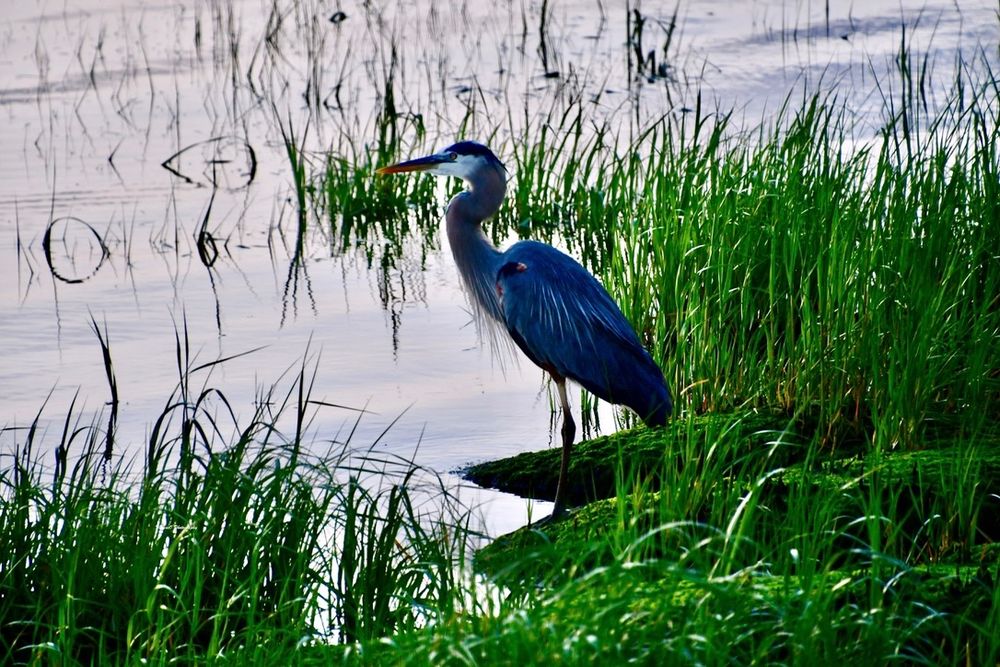 A Great Blue Heron wades in the shallow waters amongst the sea grass in the river estuary. Newburyport, MA 
