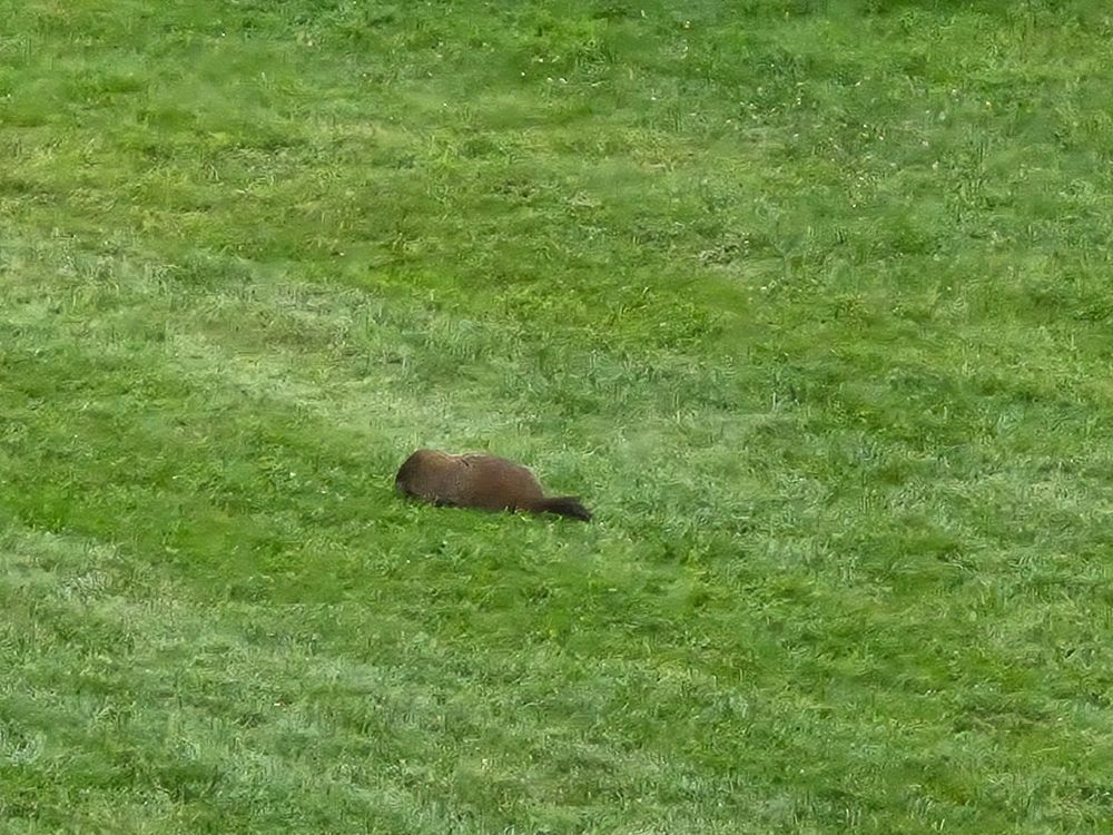 Beaver nibbling on grass.