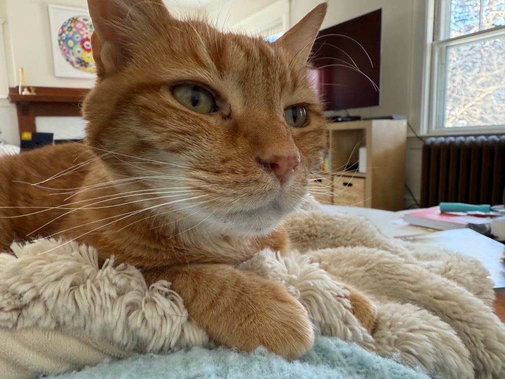A ginger cat, resting on a blanket