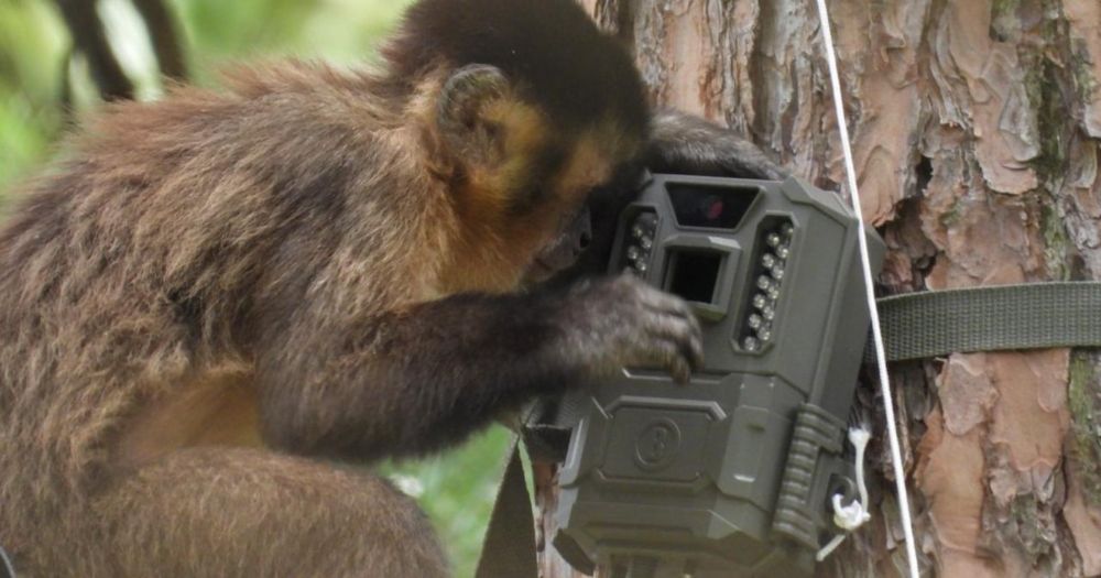 Como Rotary Club levou macacos de volta a parques de SP após surto de febre amarela