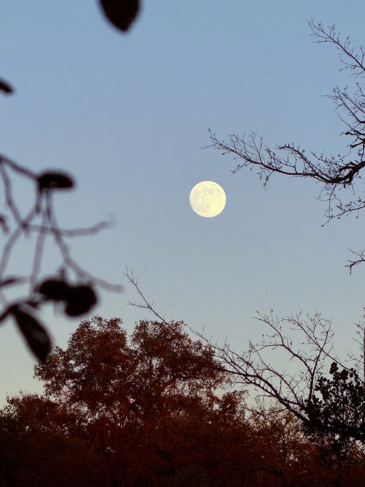 Full moon, against the blue sky and fall trees. 