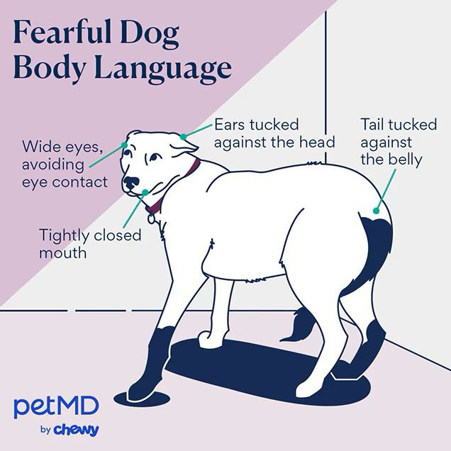 A diagram from CHEWY showing the signs and body language of a fearful dog.