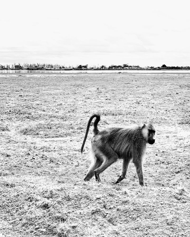 A black-and-white photo of a baboon crossing a field of dead grass. Away in the distance, a lake and barn are visible against the horizon.