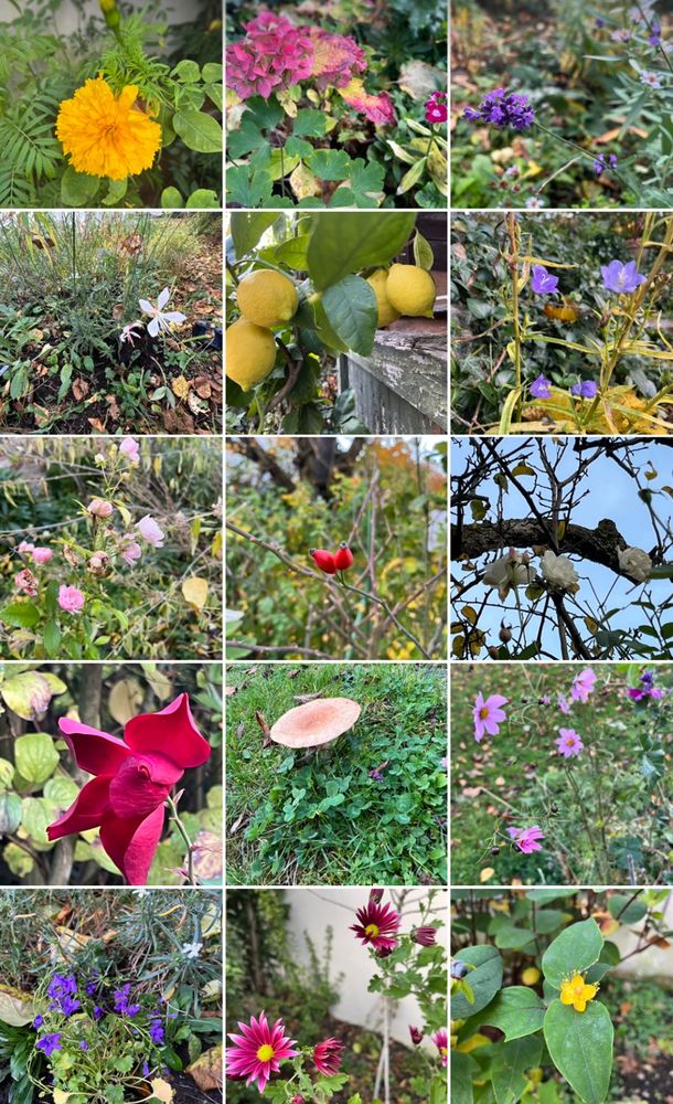 Verschiedene Blumen und Pflanzen, die jetzt noch blühen oder Früchte tragen. Z.B. Zitronenbaum, Herbstastern, Rosen, Hagebutten, Tagetes, Herbstanemonen. 