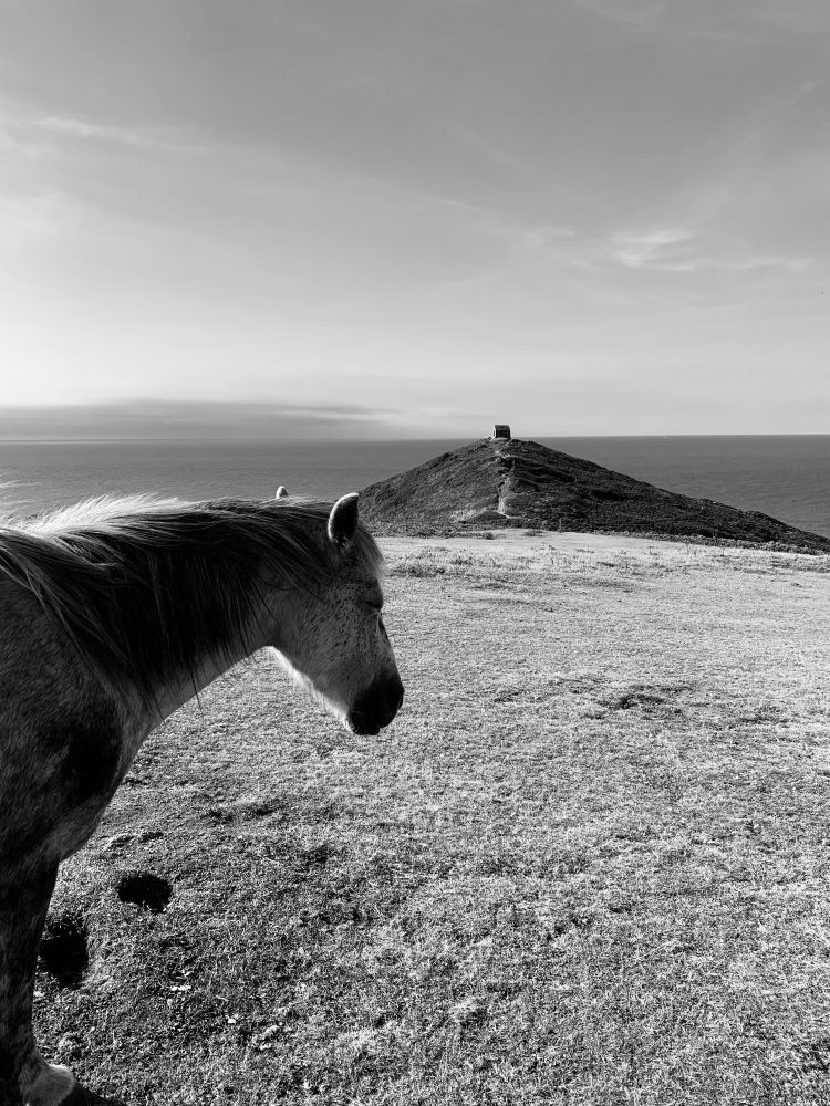 A black and white photo of a horse looking out over the coast. An abandoned building sits at the end of the path. 