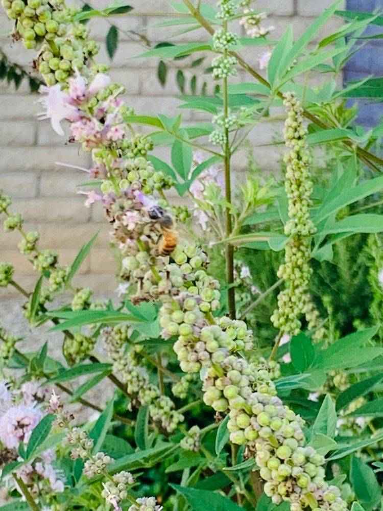 Comment image