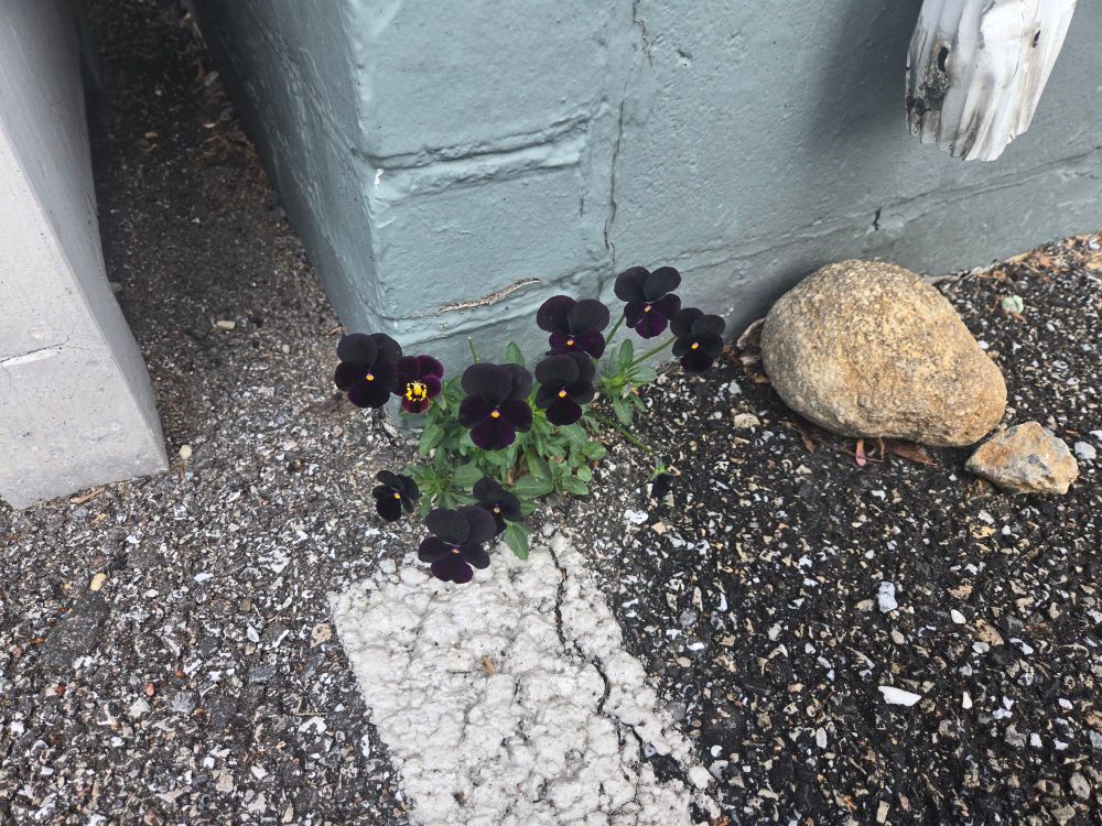 Black violets growing out of a tiny crack in a parking lot's asphalt, against a brick wall. 