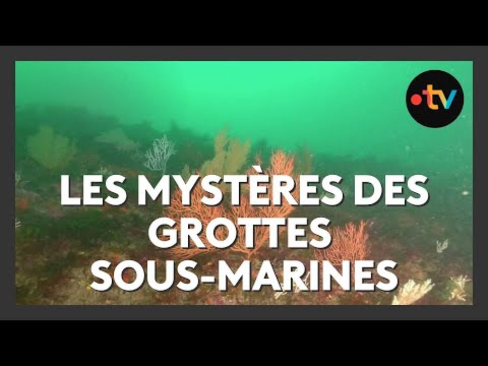 Grottes sous-marines du Pays basque : un trésor de biodiversité à découvrir