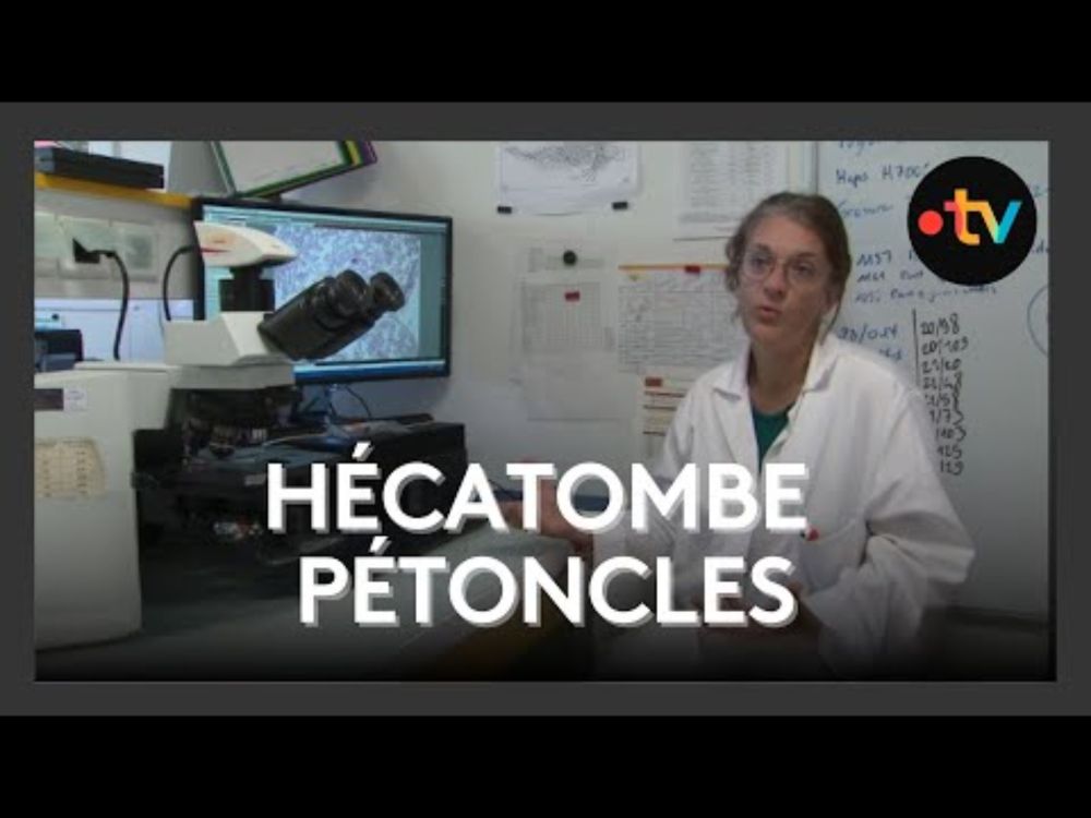 Mortalité massive des pétoncles : l’Ifremer enquête toujours