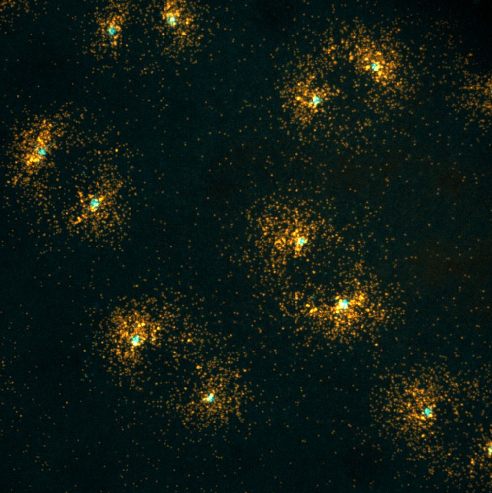 In this light microscopy image of dividing cells within a Drosophila embryo, multiple centrosomes are labeled in cyan. Each centrosome is surrounded by a concentration of orange fluorescent dots, showing the localization of a model mRNA via single molecule detection.