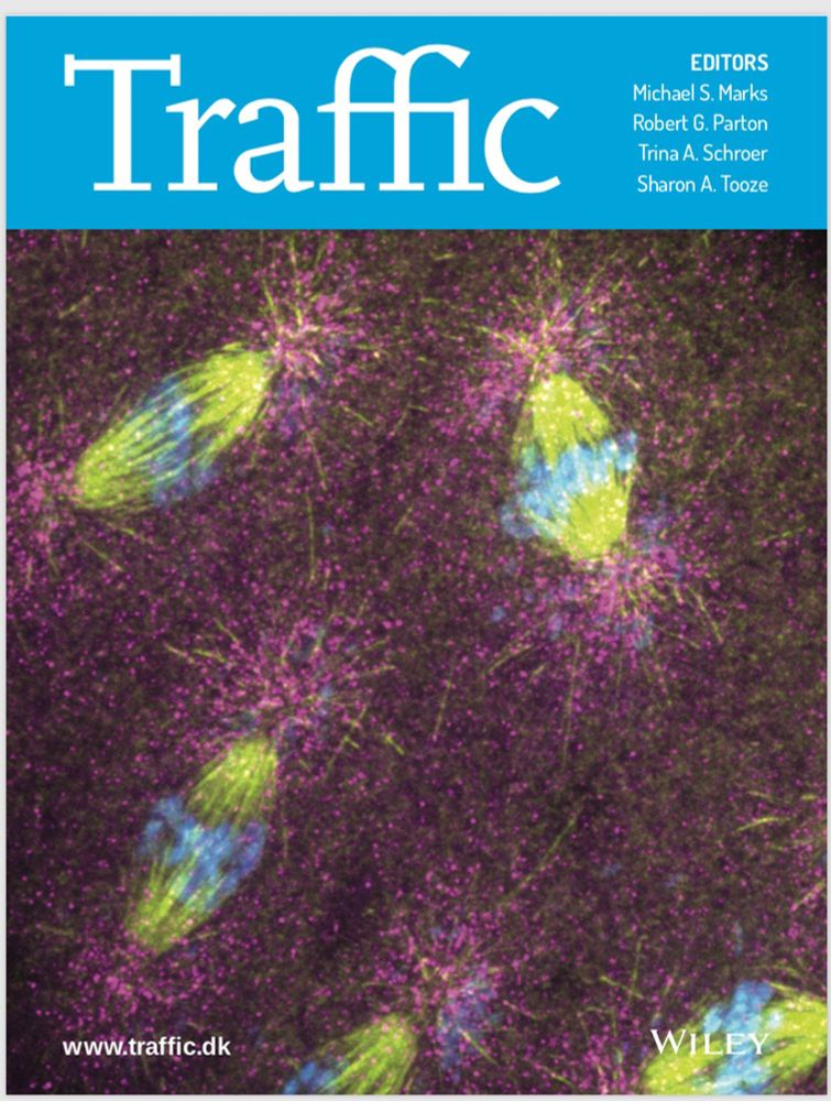 Cover image for the journal Traffic (July 2018) featuring an image captured by Dr. Pearl Ryder of mitotic spindles (green microtubules), condensed chromosomes (blue), and single molecule fluorescence in situ hybridization (smFISH) for Centrocortin mRNA (magenta)