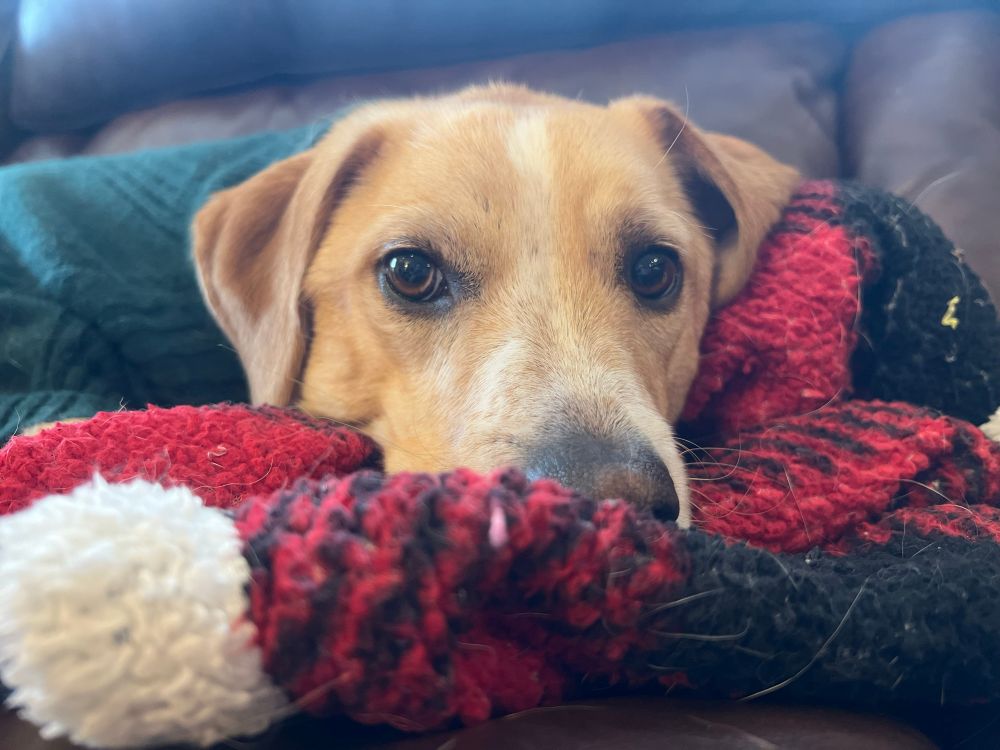 Niko, a dog, wearing a comfy green sweater, curled up on his warm flannel throw. 