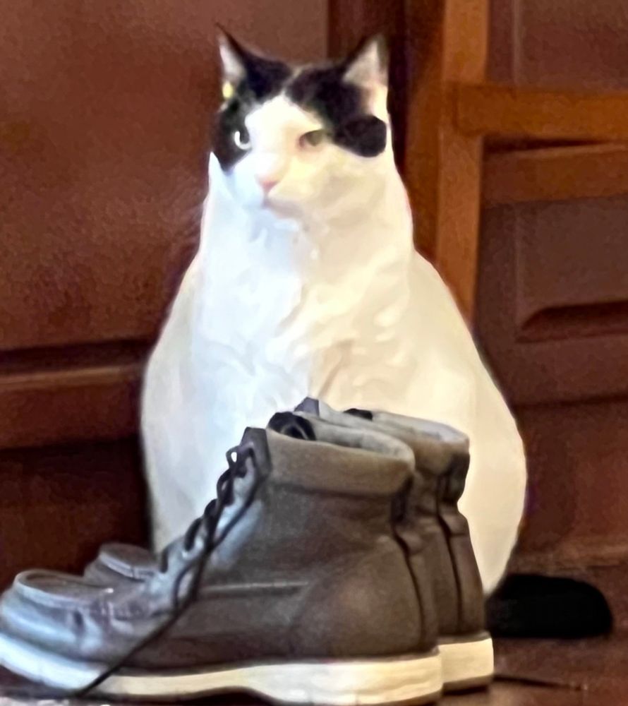 Trouble, a larger cat, is hiding ineffectively behind a pair of boots. 