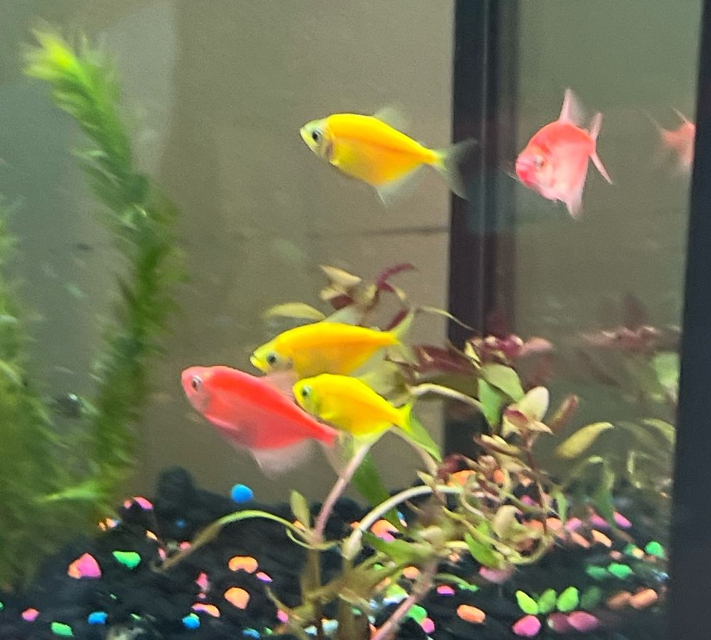 Yellow and red fish in an aquarium 