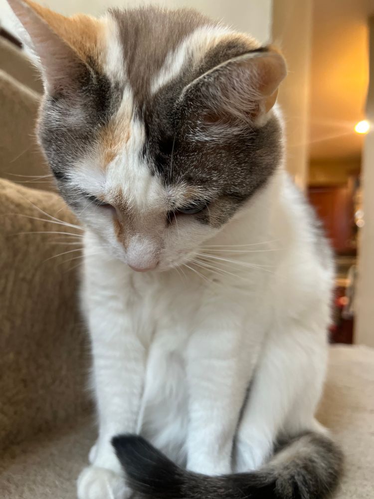 Princess, a cat, is sitting with her head pointing downward. 