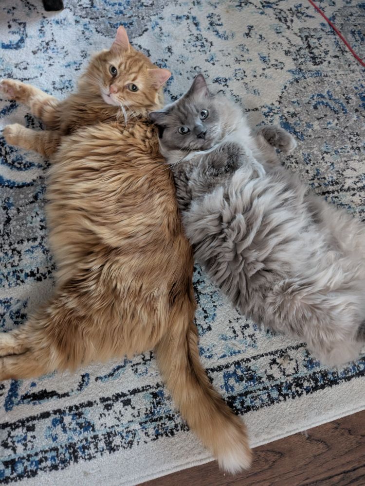 Rio, an orange cat and his best friend Toulouse, a gray ragdoll, lying back to back and looking up at the camera from their shared spot on the rug.