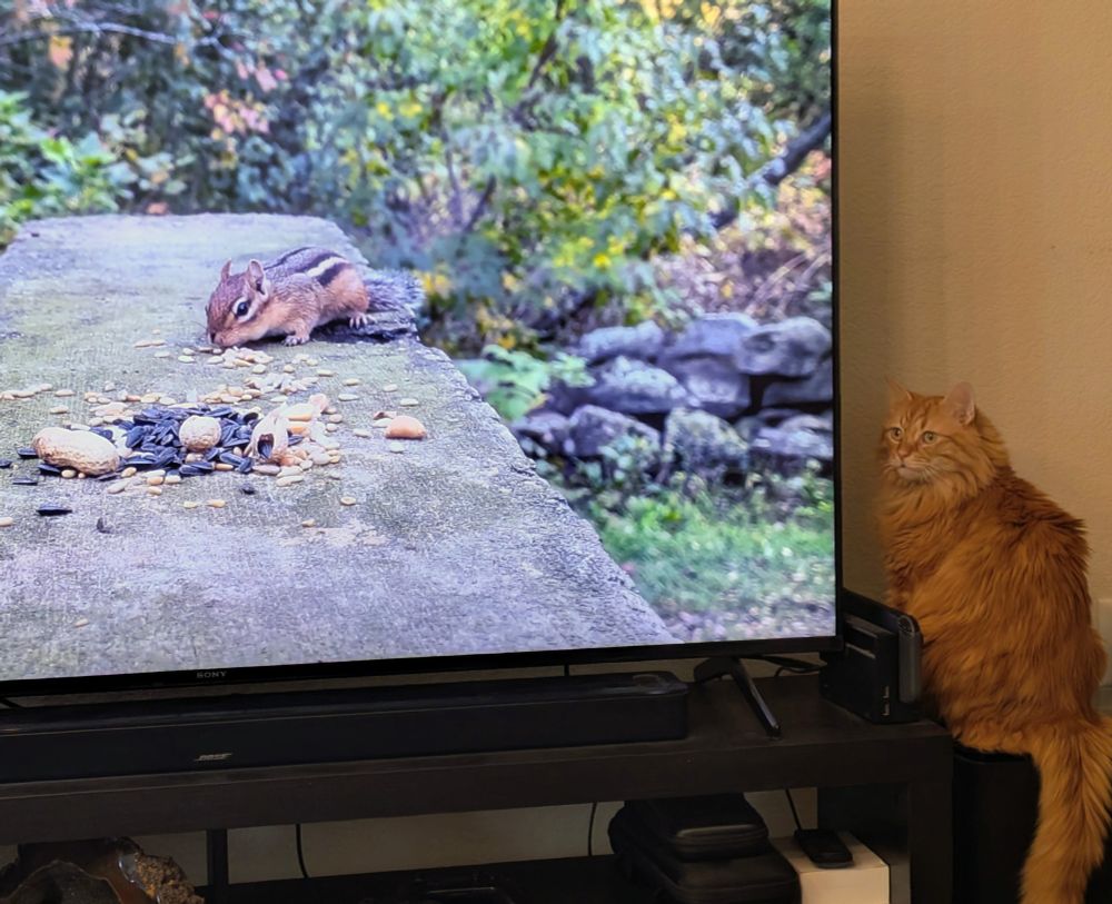 An orange cat looks edge-on to a television showing Cat TV. Pictured is a chipmunk and seeds in a woodland scene.