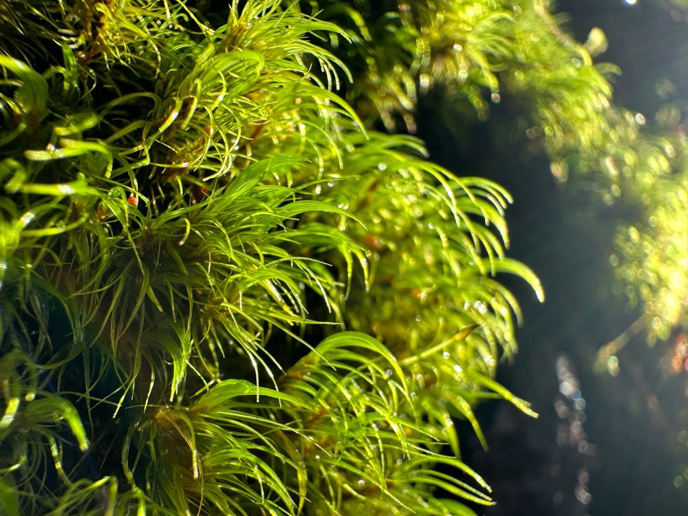 Close up of moss in the sunshine