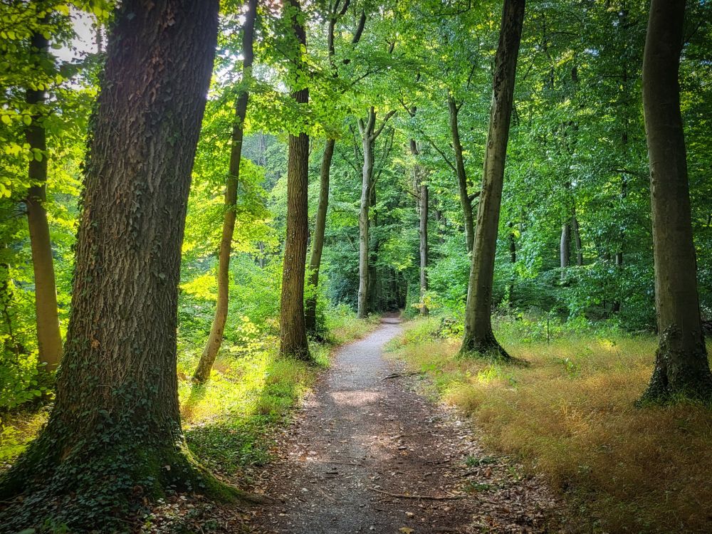 Das Bild zeigt einen ruhigen Waldweg, der von hohen Bäumen gesäumt wird. Die Sonne scheint durch das dichte Blätterdach und taucht den Weg in ein sanftes, grünes Licht. Der Boden ist mit Gras, Moos und einigen herabgefallenen Blättern bedeckt. Der Weg wirkt einladend und friedlich.