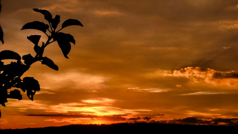 Das Bild zeigt einen Sonnenuntergang. Der Himmel ist in warmen Orangetönen gefärbt, die sich sanft in tiefere Rottöne und Gelbtöne verwandeln. Die Sonne steht tief am Horizont und taucht die Wolken in ein goldenes Licht. Im Vordergrund sieht man die Silhouette eines Baumes oder Strauches mit einigen Blättern, die sich dunkel gegen den leuchtenden Himmel abheben. Die Landschaft wirkt friedlich und fast mystisch durch das Spiel von Licht und Schatten. Der Horizont ist leicht hügelig, was dem Bild zusätzliche Tiefe verleiht.