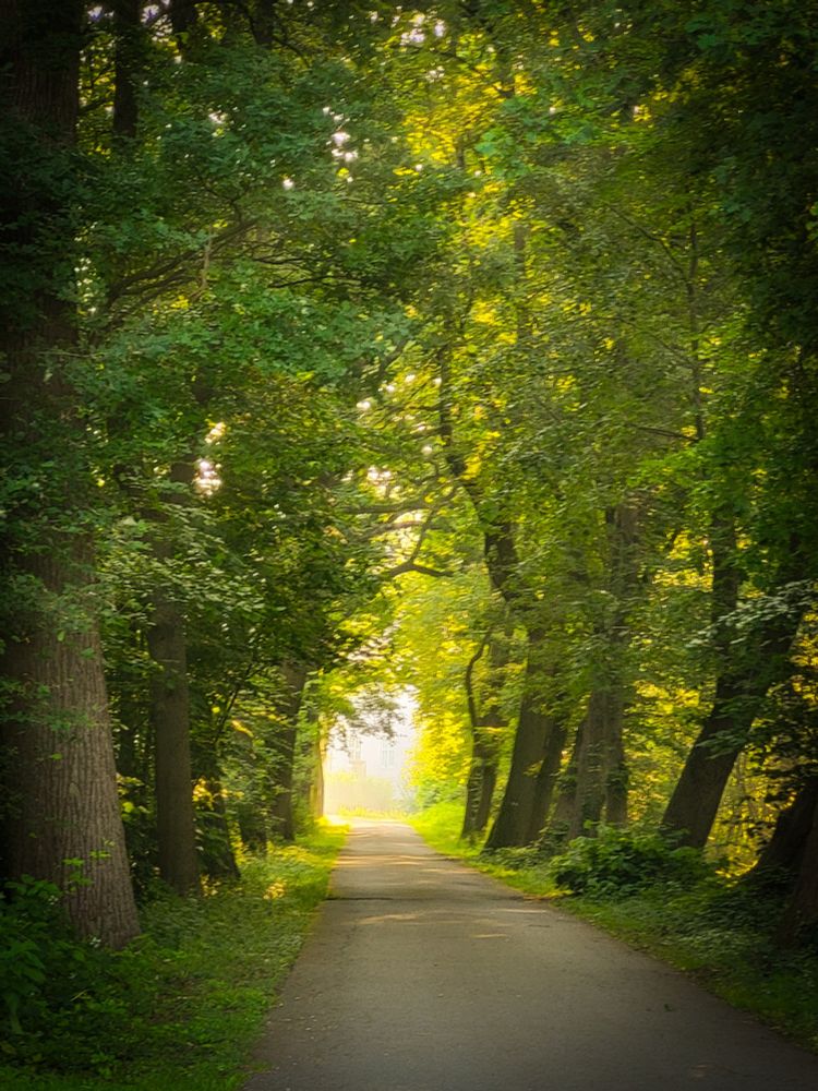 Ein gepflasterter Weg führt geradewegs durch einen dichten Wald und bildet einen natürlichen grünen Tunnel. Hohe, belaubte Bäume säumen beide Seiten des Weges, ihre Äste verschränken sich über dem Kopf und bilden ein Blätterdach. Das Licht am Ende des Weges ist intensiv hell und gelb, was einen Kontrast zum gesprenkelten Schatten entlang des Weges selbst bildet. Der Gesamteindruck ist der einer ruhigen, einladenden Reise in ein sonniges Unbekanntes.
