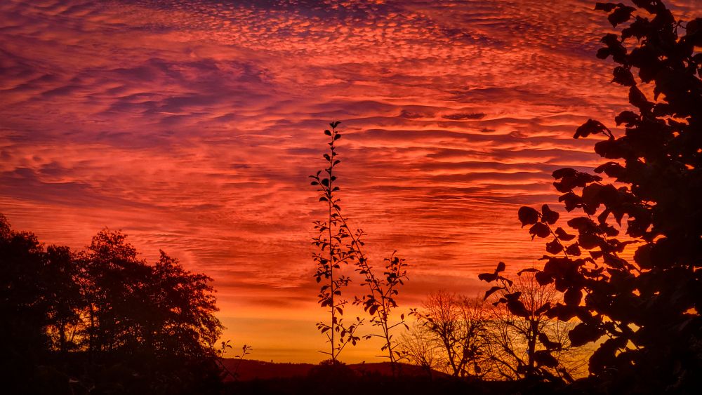 Das Foto zeigt einen atemberaubenden Sonnenaufgang mit einem Himmel, der in intensiven Rottönen leuchtet. Im Vordergrund sind Äste und Blätter von Bäumen als dunkle Silhouetten zu sehen, die sich gegen den farbenprächtigen Himmel abheben. Die Wolken sind fein strukturiert und reflektieren das warme Licht, was eine fast mystische Stimmung erzeugt.
