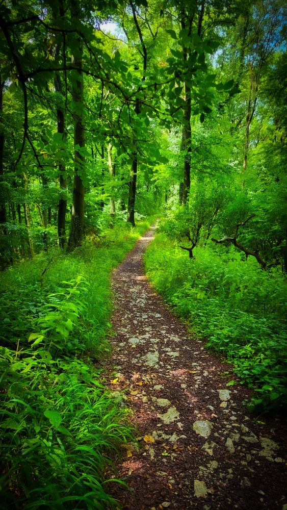 Ein schmaler, steiniger Waldweg führt durch einen üppig grünen Laubwald. Die Sonne scheint durch das dichte Blätterdach und taucht die Szene in lebendige Grüntöne. Der Weg schlängelt sich leicht bergauf und verschwindet zwischen den hohen Bäumen im Hintergrund. Links und rechts des Pfades wächst dichtes Unterholz.

