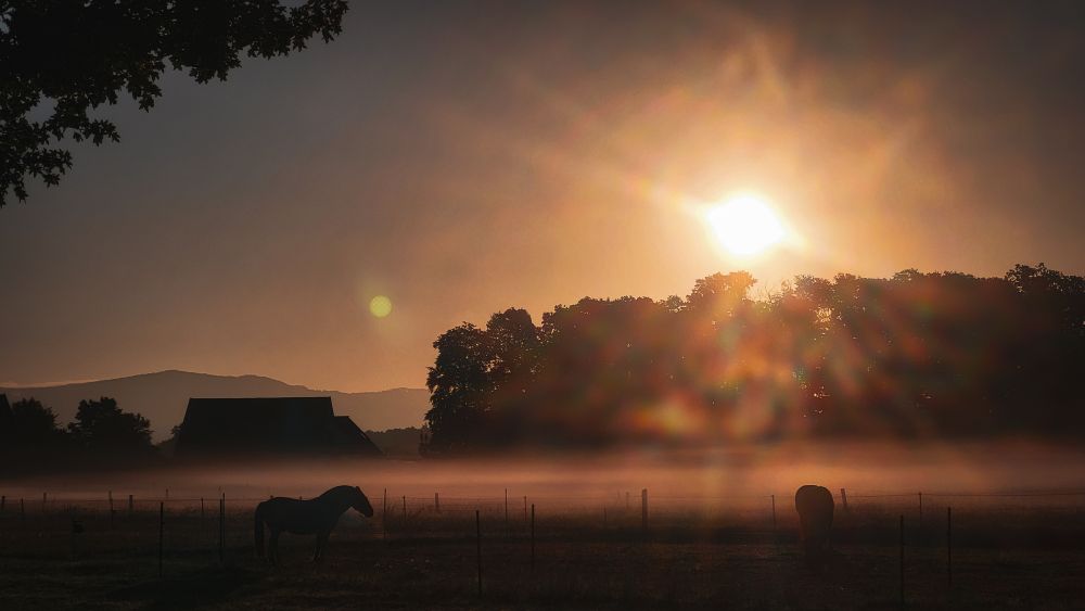 Die Aufnahme zeigt eine malerische Morgenszene auf dem Land. Die Sonne geht gerade hinter einer leichten Nebeldecke auf und taucht die Landschaft in ein warmes, goldenes Licht. Zwei Pferde stehen friedlich auf einer von Nebel umhüllten Weide, was der Szene eine ruhige und idyllische Atmosphäre verleiht. Im Hintergrund sind die Silhouetten von Bäumen und einem kleinen Haus oder einer Scheune zu erkennen, die sich vor dem sanft verlaufenden Horizont mit Bergen abzeichnen. Die Sonne scheint durch den Nebel und erzeugt faszinierende Lichtreflexe und Strahlen, die dem Bild eine fast magische Stimmung verleihen. Die sanften Farben und das Spiel von Licht und Schatten vermitteln ein Gefühl von Frieden und Naturverbundenheit. Es wirkt, als würde die Natur langsam aus dem Schlaf erwachen.