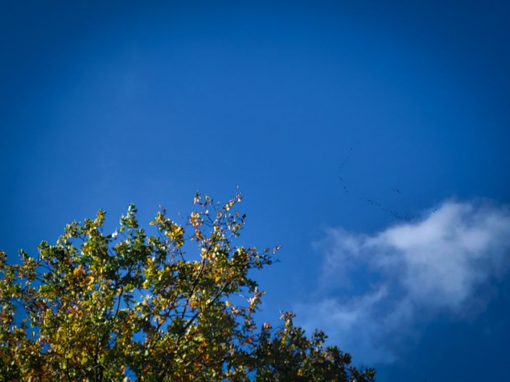 Das Bild zeigt einen klaren, tiefblauen Himmel mit einer kleinen, weißen Wolke. Im unteren Bildbereich sind die Wipfel von Bäumen zu sehen, deren Blätter sich langsam herbstlich verfärben – einige sind noch grün, andere bereits gelb oder braun. Am Himmel sind in der Ferne Kraniche in Formation zu erkennen, auch wenn sie nur schwer auszumachen sind.