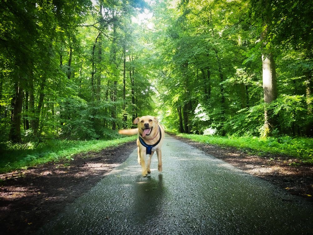 Ein fröhlicher Labrador läuft auf einem nassen Waldweg direkt auf die Kamera zu. Der Hund trägt ein blaues Geschirr und hat die Zunge heraushängend, als ob er lächelt. Links und rechts des Weges stehen dichte, grün belaubte Bäume, durch die Sonnenlicht fällt. Die Szene wirkt lebendig und sommerlich.

