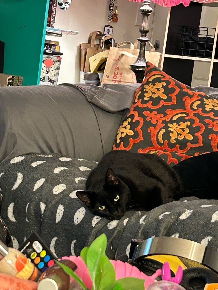 black cat on a loveseat with a moon-patterned grey blanket, looking directly at the camera 