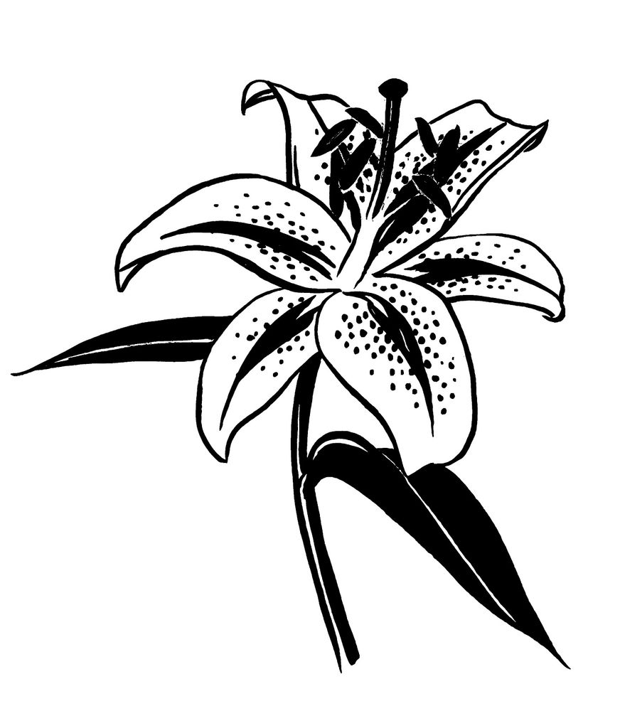 ink drawing of a single stargazer lily bloom