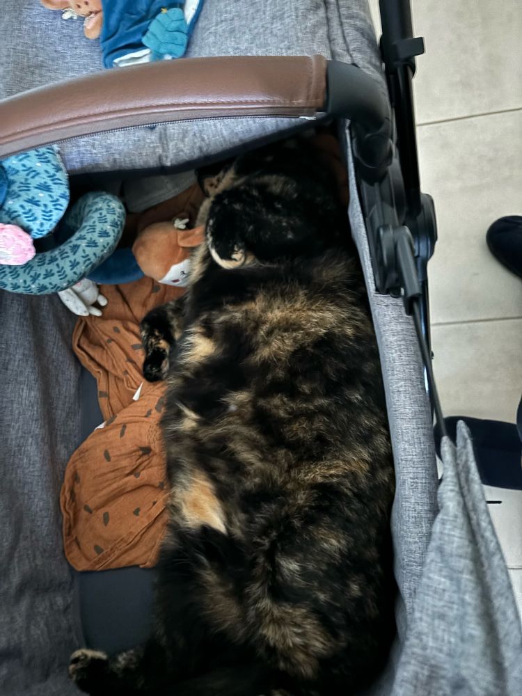 Un chat sur le dos qui dort dans une poussette