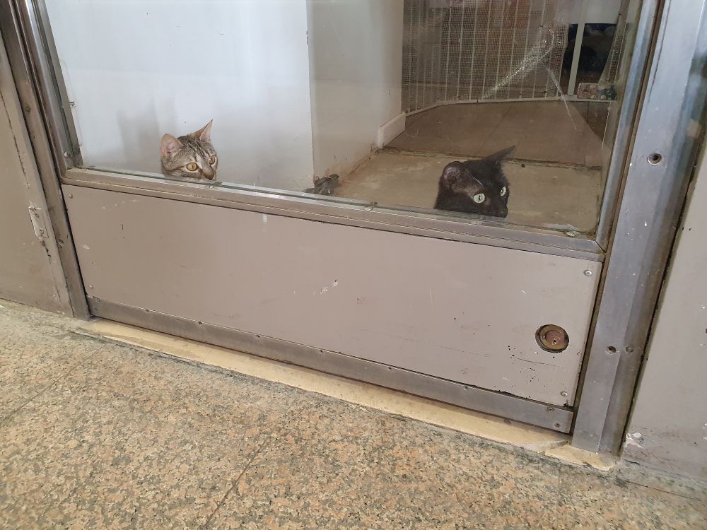 curious kittens who look like Sadie and Tabitha in Les Maison Des Animaux.

des chatons curieux qui ressemblent à Sadie et Tabitha dans Les Maison Des Animaux.