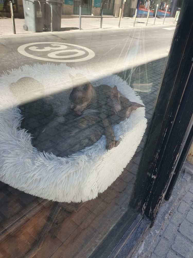 2 hairless cats in the cat cafe.

2 chats sans poils dans le café pour chats.