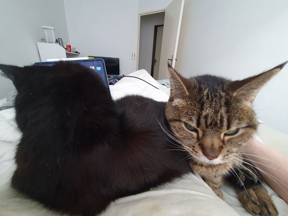 Tabita(Tabby cat) being passive aggressive against Sadie(Black cat). Tabitha is trying to push her off. To give Sadie credit, she is being an immovable lump and ignoring Tabitha.