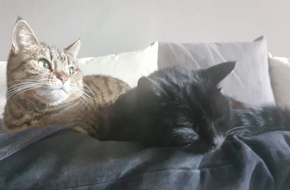 Tabitha (tabby cat) and Sadie (black cat) enjoying the sun, birds, and legs in the morning. 